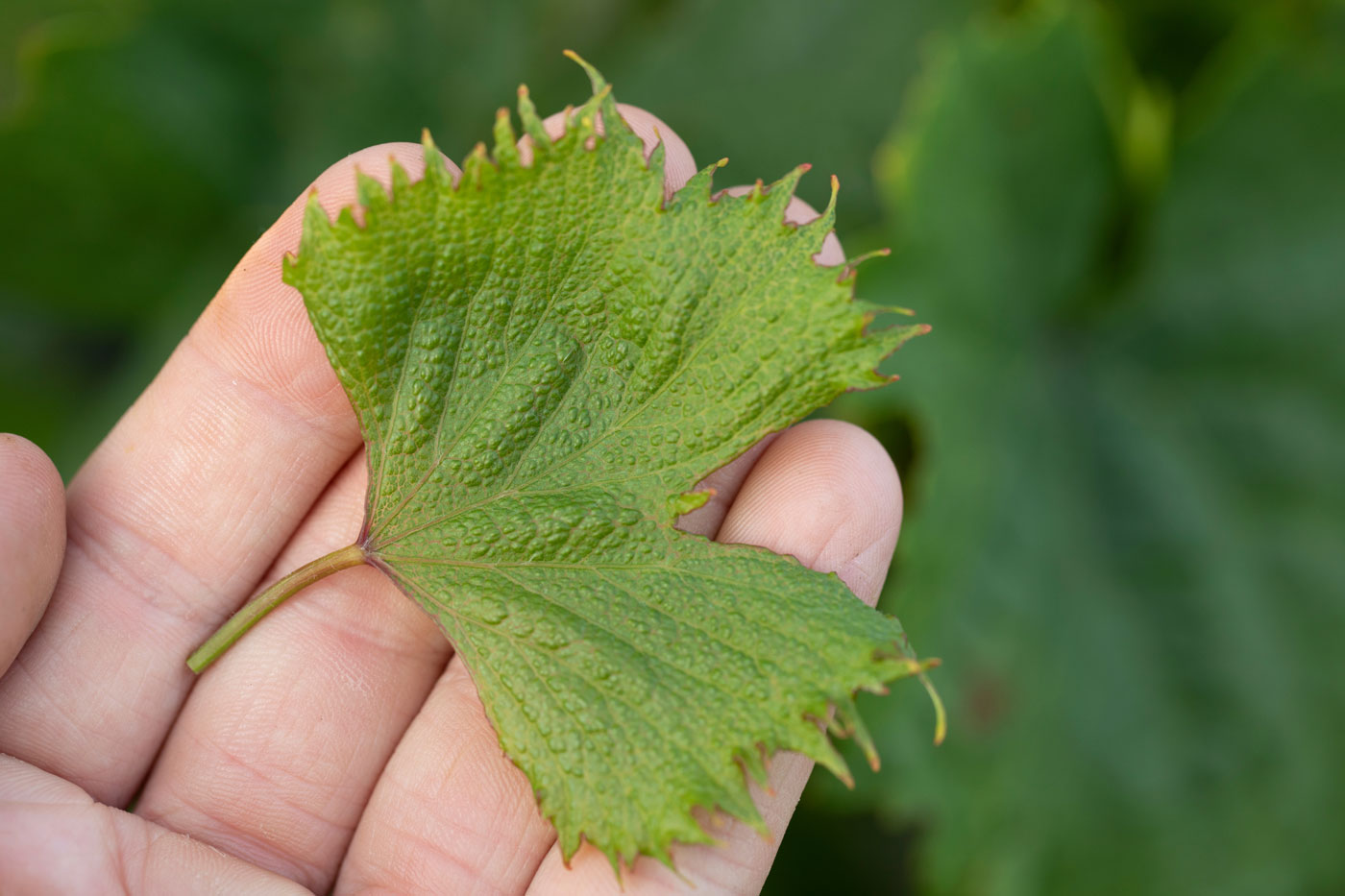 grape leaf with herbicide injury